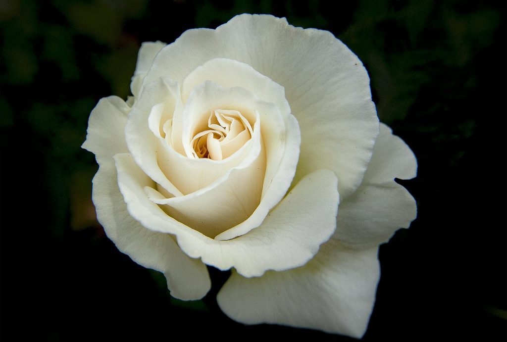 white rose