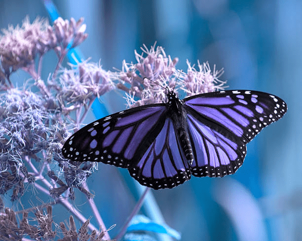 butterflies