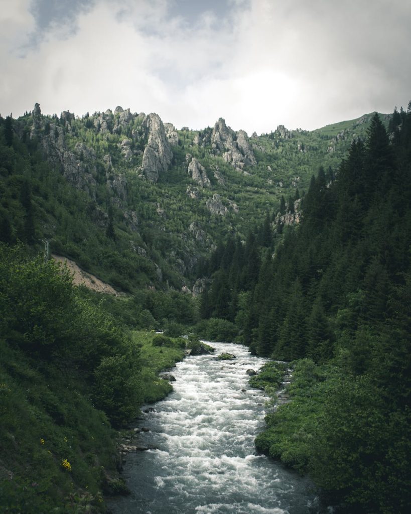 pexels photo 2189700