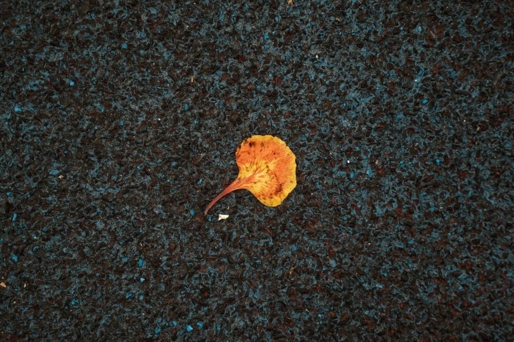 autumn fading leaf on dark pavement